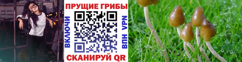 Псилоцибиновые грибы Magic Shrooms OMG tor Онега сколько стоит